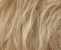 Sandy blond mix